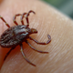 Illustration for article titled Biologist discovers new tick species inside his own nose